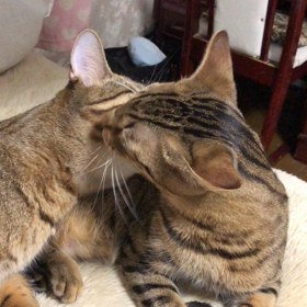 同時の同腹ジェットとジャスミンの画像