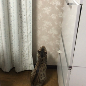 突然ジャンプのジェット！の画像