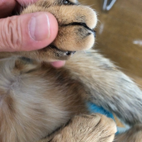 グーパーしてみたの画像