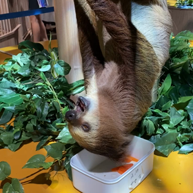 かりゆし水族館②の画像