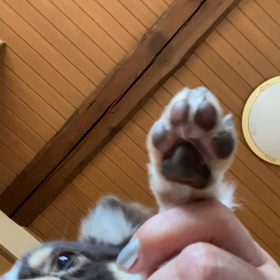 肉球の画像