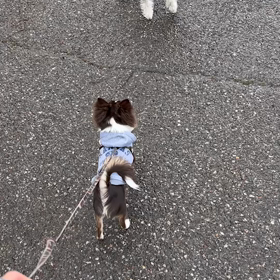 テンちゃん社会化の画像