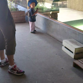 今日は動物園の画像