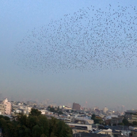 ムクドリ吸い込まれる〜⁉️の画像