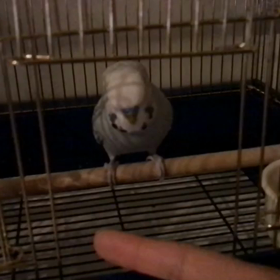 癒し系セキセイインコ、銀ちゃん。の画像