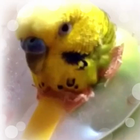 お喋りインコの画像