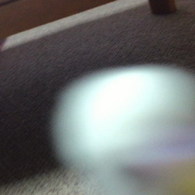 おしゃべりインコの画像