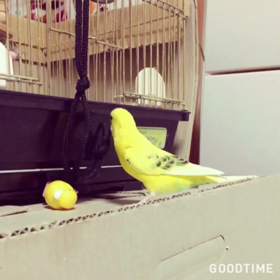 GOODTIMEの画像