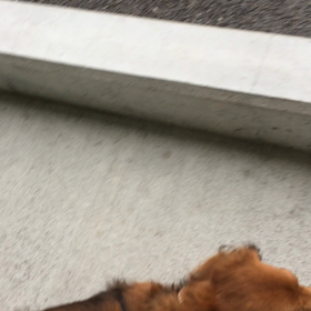 忘れん坊の画像