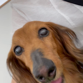 わんこの介護で気づいた事の画像