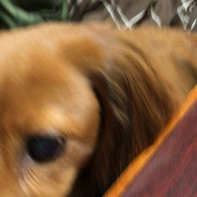 リンゴのためならの画像