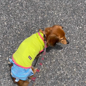 お犬さまのためにエアコンON！の画像