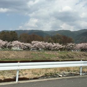 高校時代を思い出した桜並木の画像