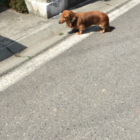 しばらく賑やかになる♪の画像