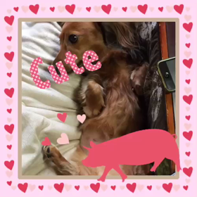 あたち、お留守番できたよ！の画像