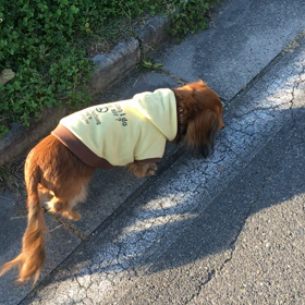 三連休最終日はゆっくりとの画像