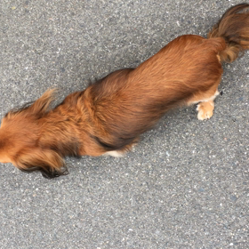コタツいつ出す？の画像