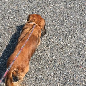 ワンコの病院は忘れないのに。。。の画像