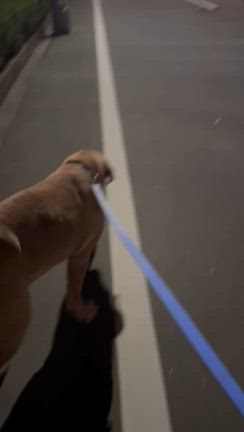 びょーいん行くよーの記事動画