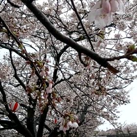 おかんを笑顔にの画像