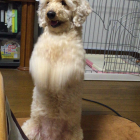 おねだりベルさんの画像
