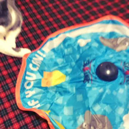Sport Pet Japan 「キャッチ ミー イフ ユーキャン」の記事動画