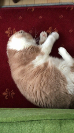 ねこの日のそれぞれ。の記事動画