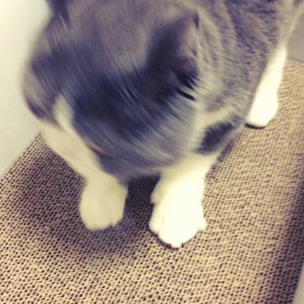 愛猫専用 爪とぎ段ボール「にゃんボール」の記事動画