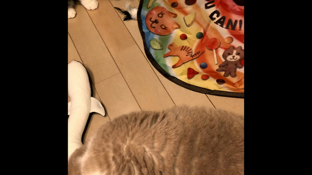 Catch me if you canが進化！の記事動画