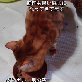 ベンガル♂　里親募集中の画像