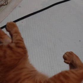保護猫『茶じぃー』の画像