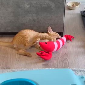 2026/07/18の画像