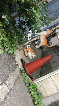 じゅういちがつの記事動画