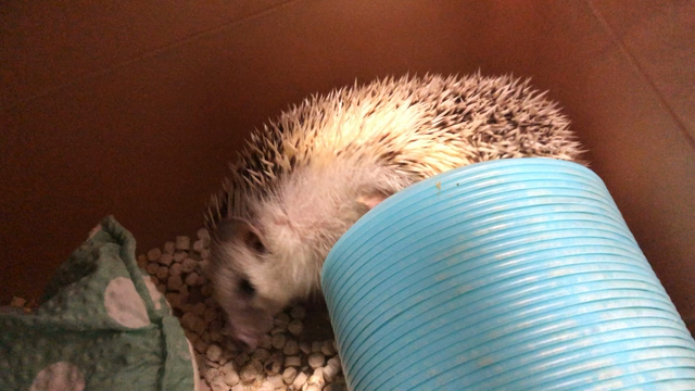 くつろぎすぎ。の記事動画