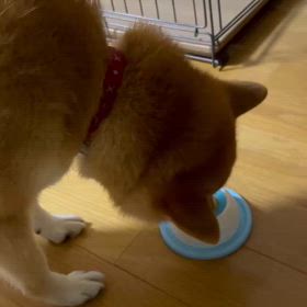9月3日　チョコハッピーバースデーの画像