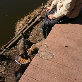 餌やりの現状の画像