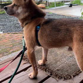 1ヶ月と3週間のチロルの画像