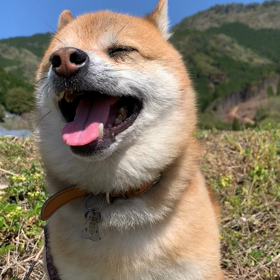 祝！１年経ったチロル　と　母の画像