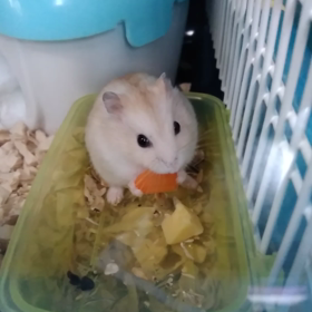 ペコちゃんの画像