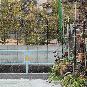 雪だの画像