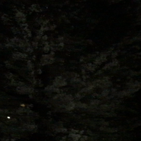 暗くてわからないかもしれないけ  ど桜吹雪〜( ^ω^ )の画像