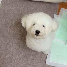 今日のニコ♪動 画の画像