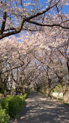 まだまだ桜の記事動画