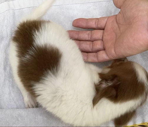 歓喜の舞　チワワちゃん動画の記事動画