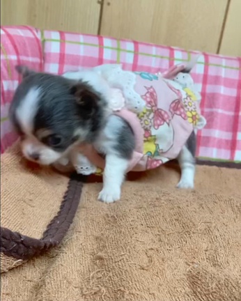 チワワ場所　横綱級の四股ふんじゃった！チワワちゃんの記事動画