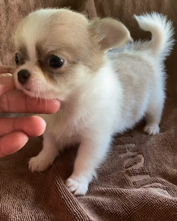 おかげさまで素敵なオーナーご家族様に決まりましたチワワちゃんの記事動画