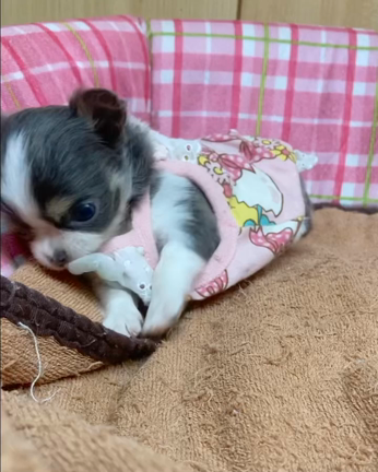 チワワちゃんドリル、せぇへんのかーい！すんのかーい！の記事動画