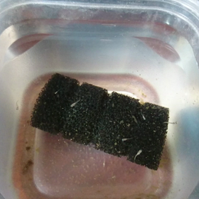 針子は順調の画像