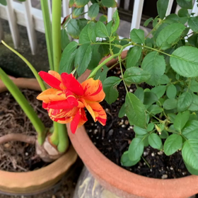 薔薇の画像
