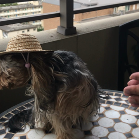 コハクより、暑中お見舞い申し上げます。の画像